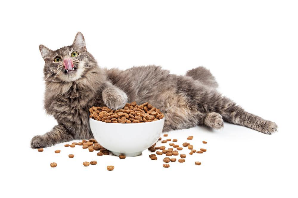 Will Food Puzzles Work for My Finicky Dogs and Cats? - Vetstreet