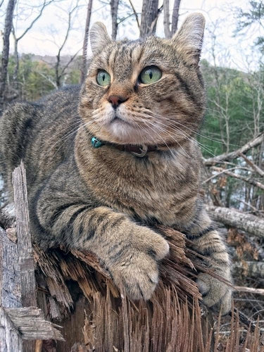 Why do some cats have extra toes or polydactyly?