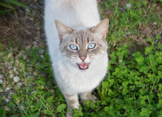 Why do cats trill?