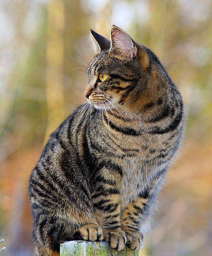 The tabby cat