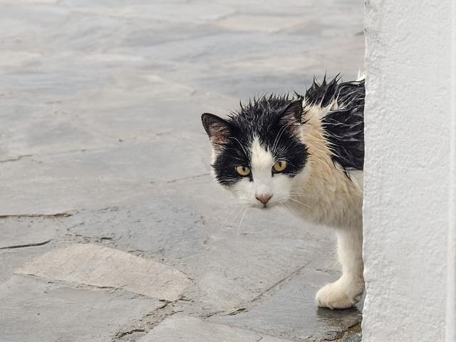 Why You Should Use Cat Traps for Your Local Strays