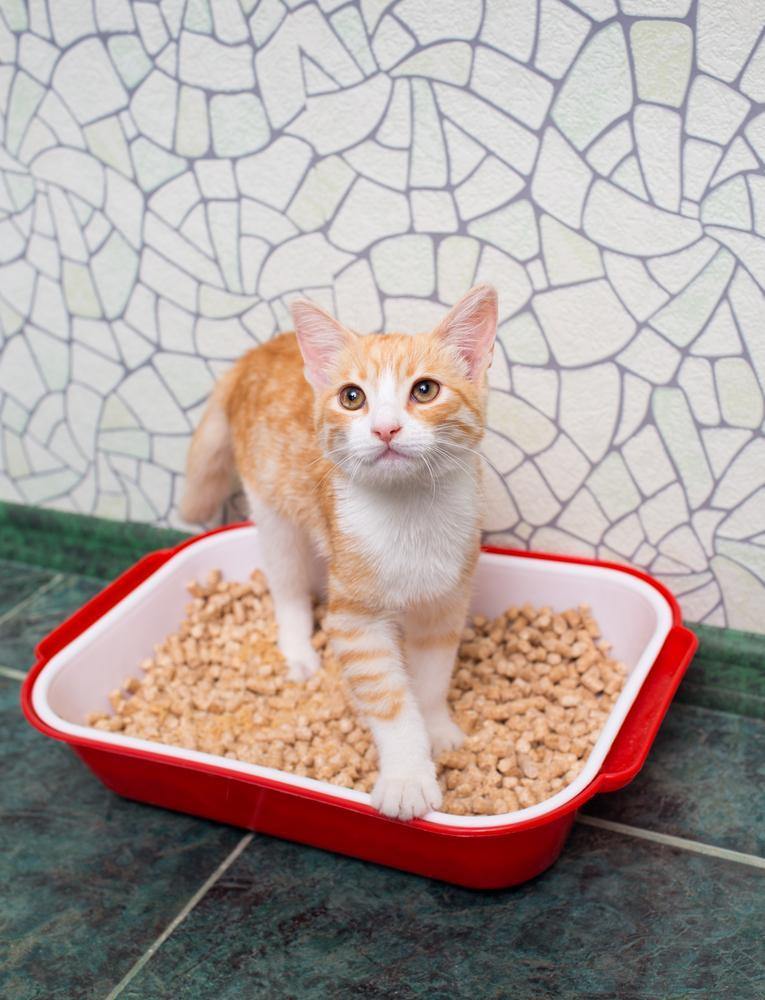 Cat not covering shop pee in litter box