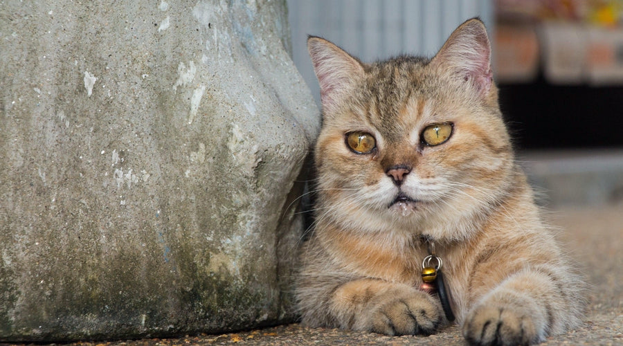 Why do cats drool?