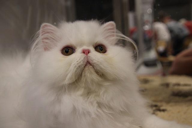The Persian cat