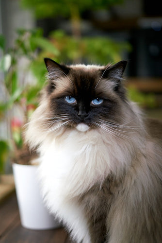 The Birman cat