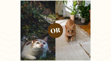 Indoor versus outdoor cats