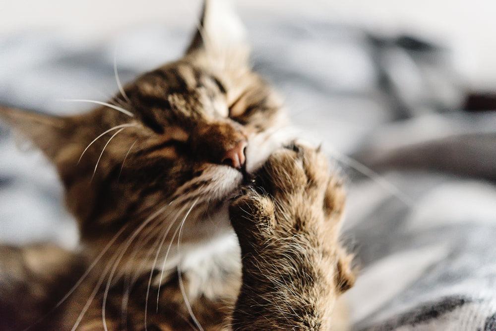 Cat store biting paws