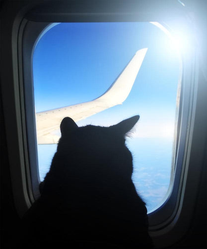 Can you bring your cat on a plane?