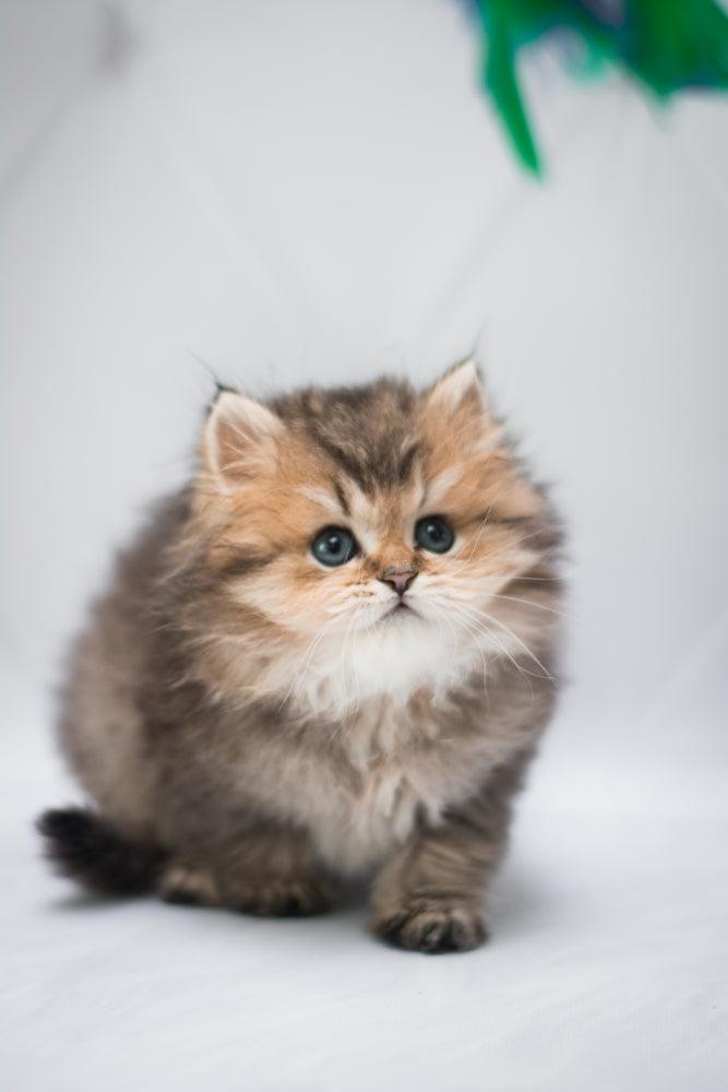 Munchkin Tabby Cat - Pictures, Facts & History