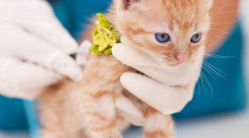 How often should I take my cat to the veterinarian?