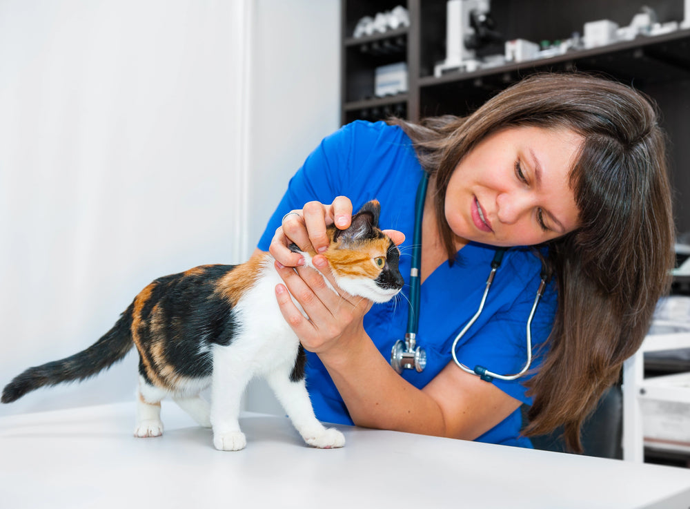 tanya guide to cats kidney disease and b12 injections Chronic (CKD) in – Cat in the Box LLC Amount:10ml Are B12 Shots Safe? prescription