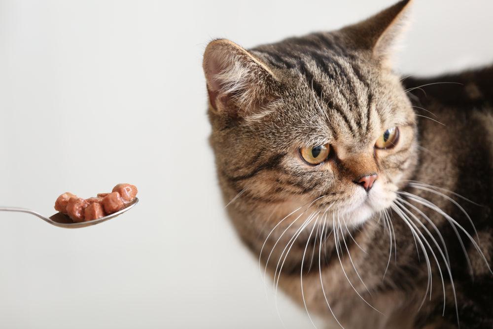 best cat food for finicky eaters