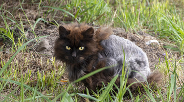 What to do about matted cat fur