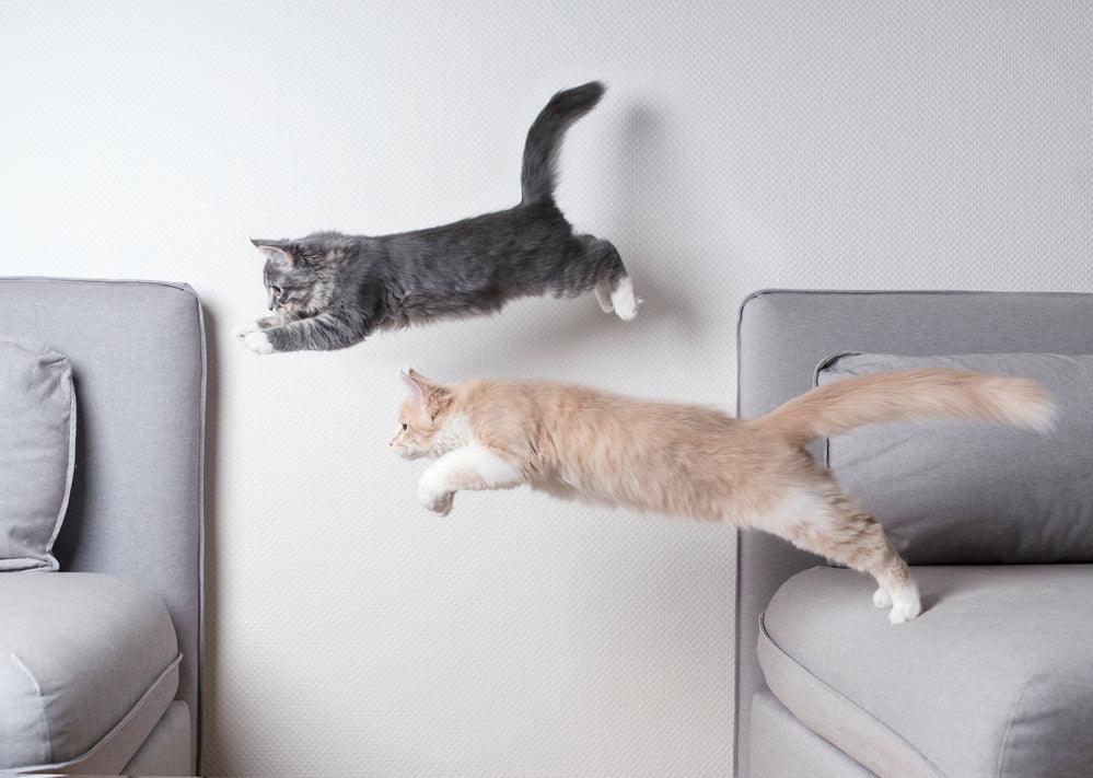 Why do cats get the zoomies? Cat in the Box LLC