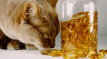 Should I give my cat fish oil?