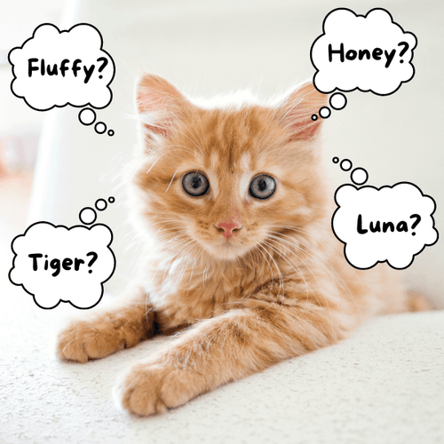Can I change my adopted cat’s name?
