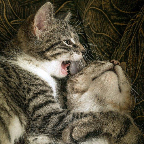 Why do cats groom or lick each other?