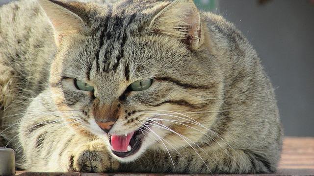 Top Tips to Stop Cat Hissing and Growling Effectively
