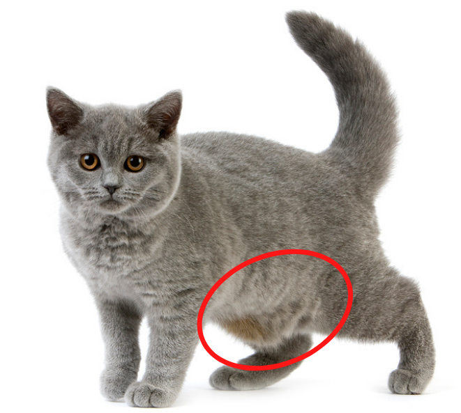 What Cat Breeds Has a Hang Down Belly: Surprising Facts Revealed