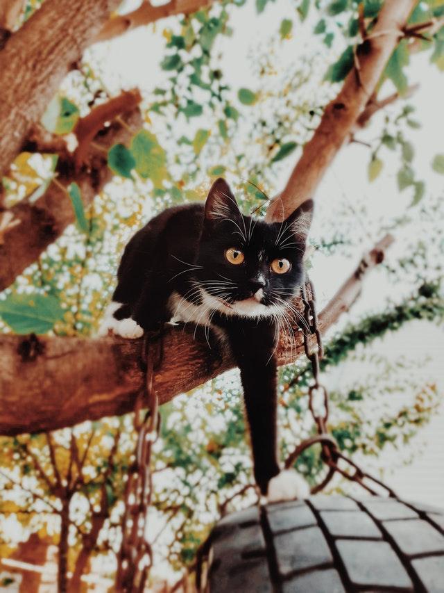 My cat is stuck in a tree! What should I do? Cat in the Box LLC