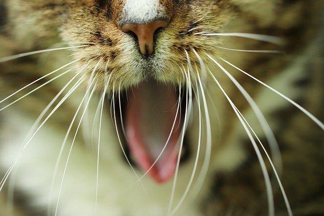 10 Things You Didn't Know About Cat Whiskers