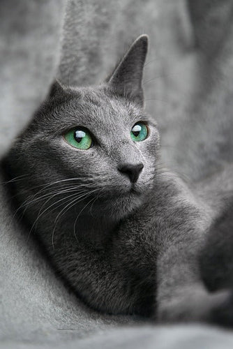 The Russian Blue cat