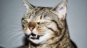 What is a reverse sneeze in cats?