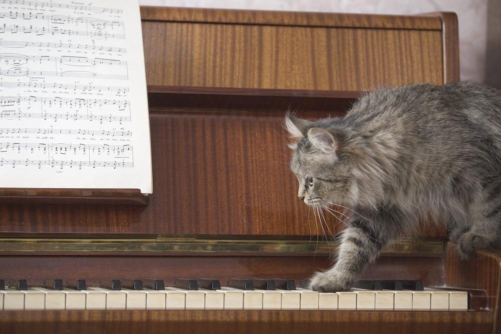 7 Sounds Cats Hate That You Should Avoid 