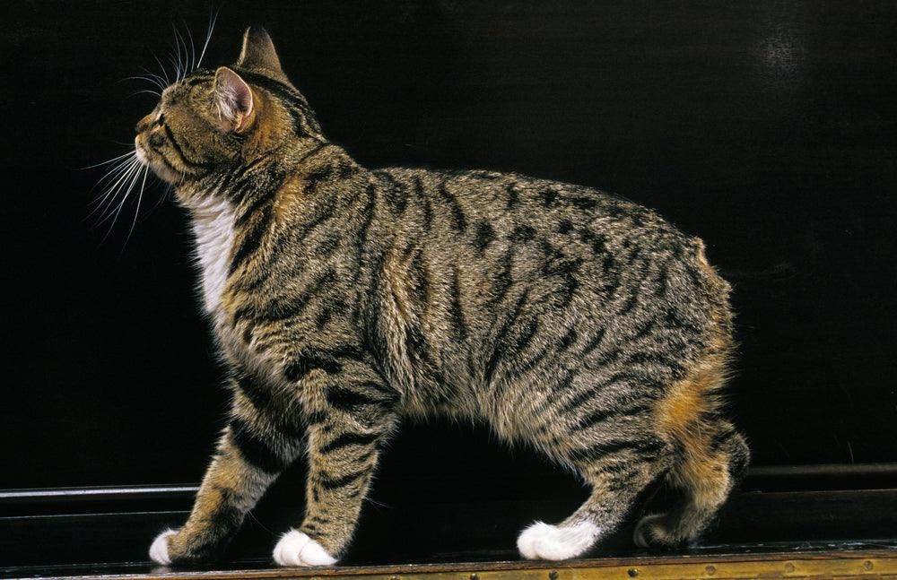 30 Unique Cat Breeds That Stand Out From The Crowd