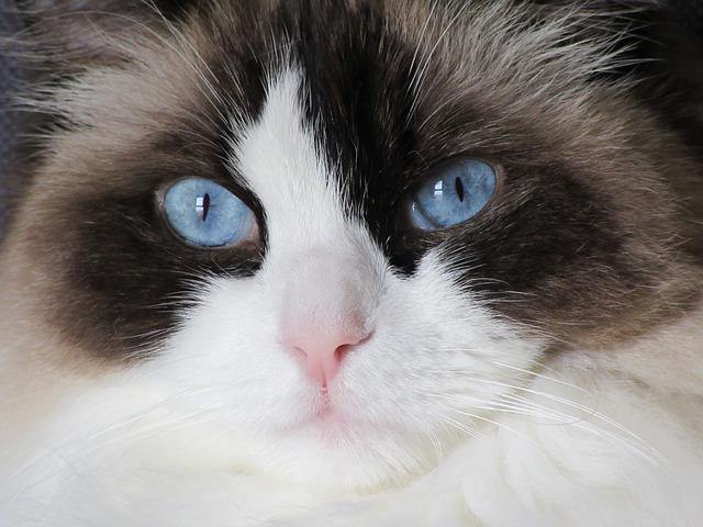 Ragdoll Cat Breed: Personality, Appearance, History, Health & Care Needs