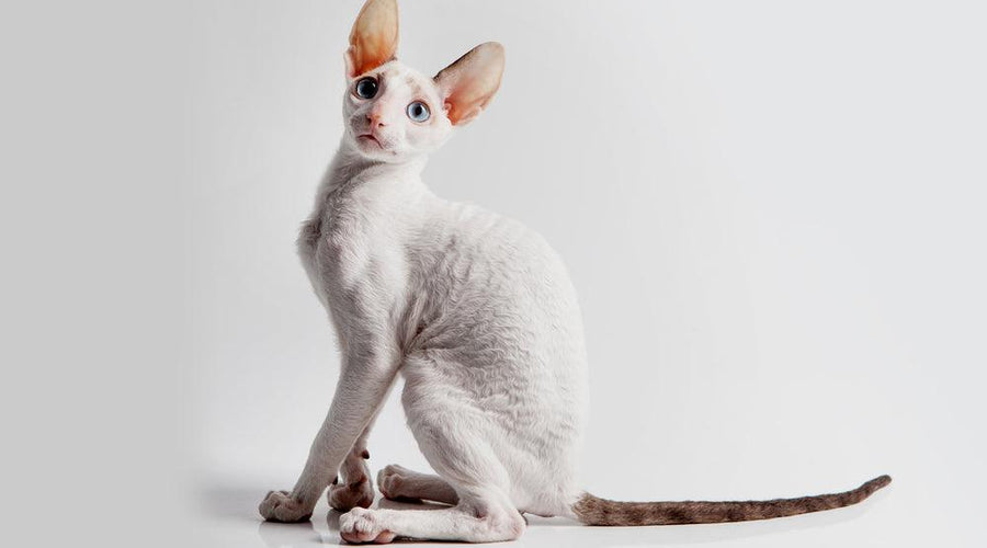 The Cornish Rex cat