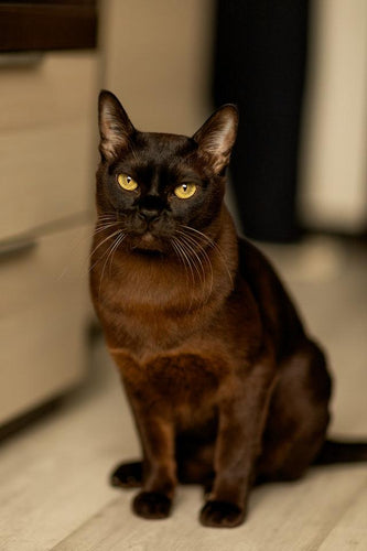 The Burmese cat