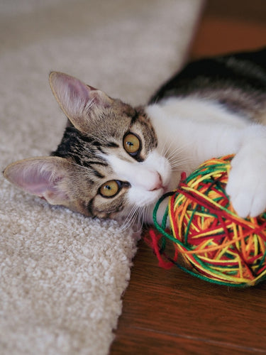 My cat ate a string! What should I do?
