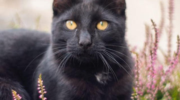 All about black cats