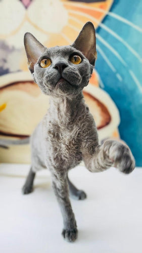 The Devon Rex cat