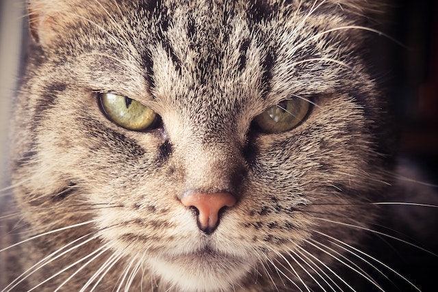 How long does a cat hold a grudge?