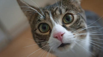 Why does my cat stare at me?
