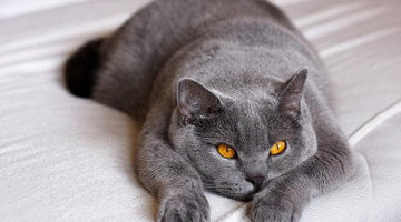 The British Shorthair cat