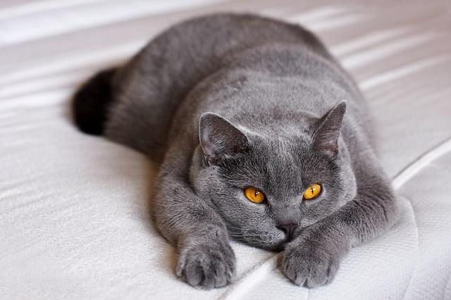 The British Shorthair cat