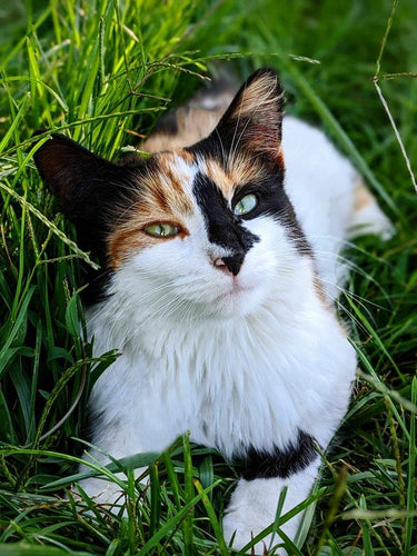 Calico and Tortoiseshell Cats