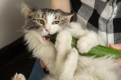Why are cats scared of cucumbers?