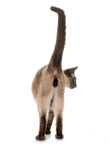 Why does my cat stick his butt in my face?