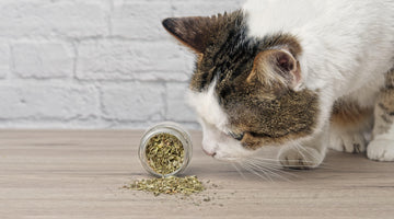 Why are cats so crazy for catnip?