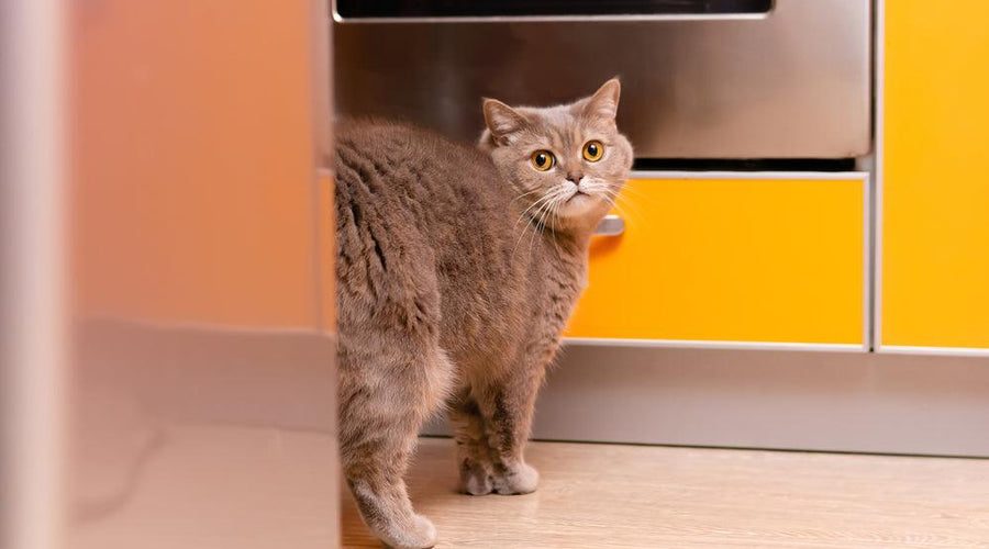 Why do cats spray or mark with urine?