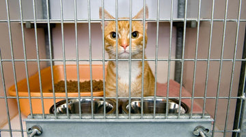 Should I adopt an older cat?