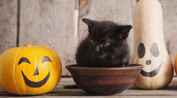 7 Spook-tacular Halloween gifts for your cat