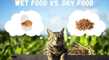 Wet food or dry food? What is better for your cat?