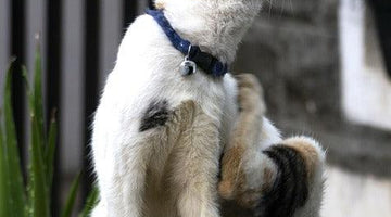 My cat has fleas! What should I do?