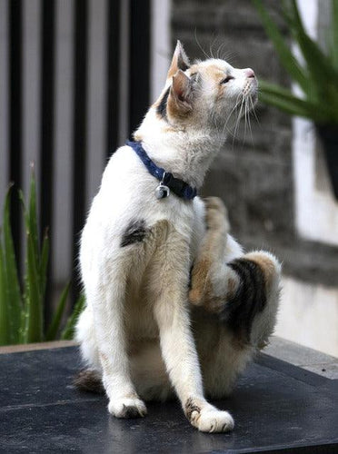My cat has fleas! What should I do?