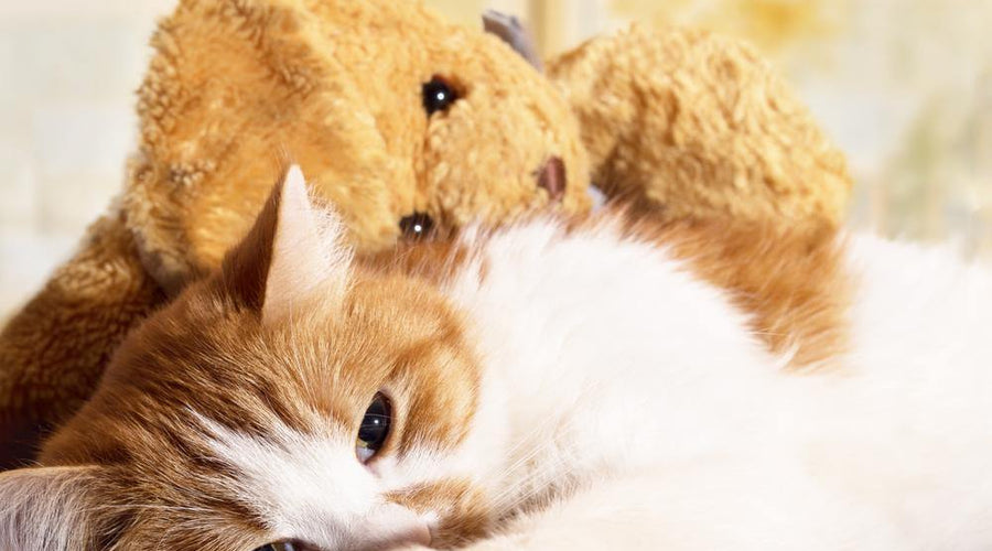 How do you know if your cat is sick?